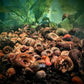 Skittles Snail Pack - Superior Shrimp & Aquatics