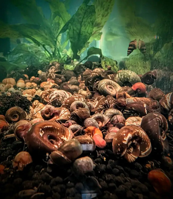 Skittles Snail Pack - Superior Shrimp & Aquatics