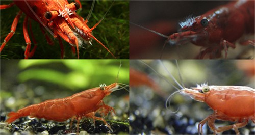 Scutariella Japonica worms visible on shrimp rostrum — composite close-up