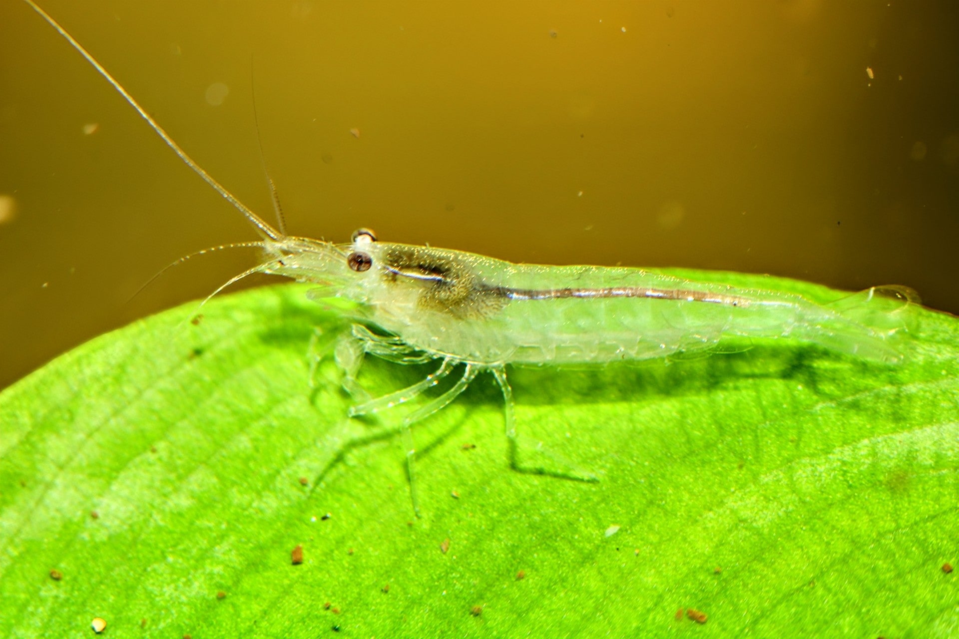 Snow Amano Shrimp - Superior Shrimp & Aquatics