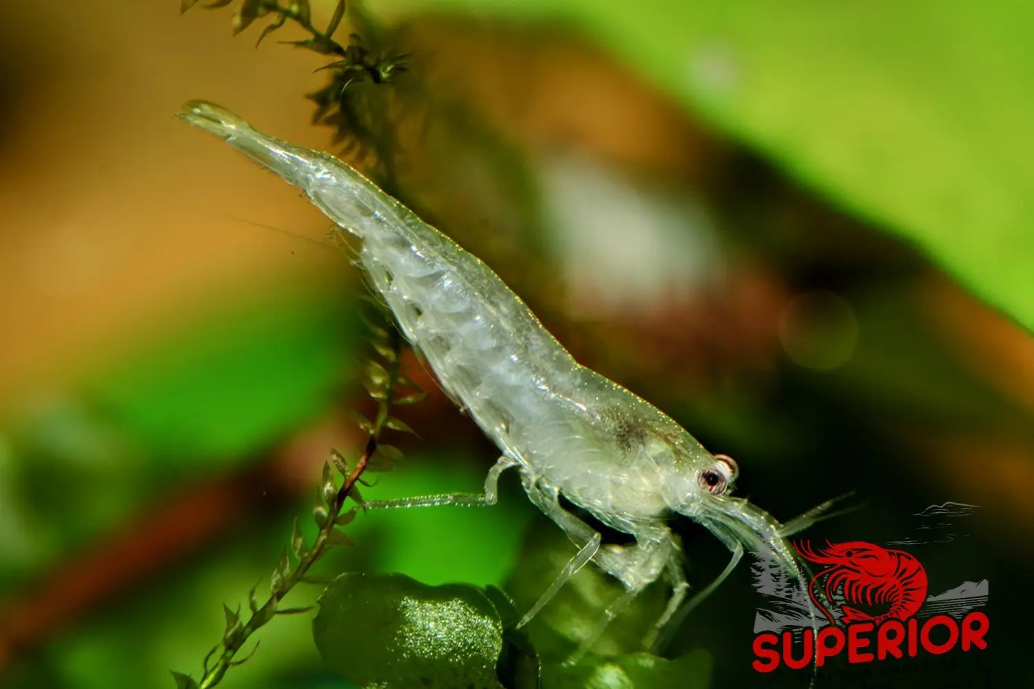 Snow White Amano Shrimp