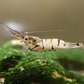 Snow Zebra (Neo Parameters) - Superior Shrimp & Aquatics
