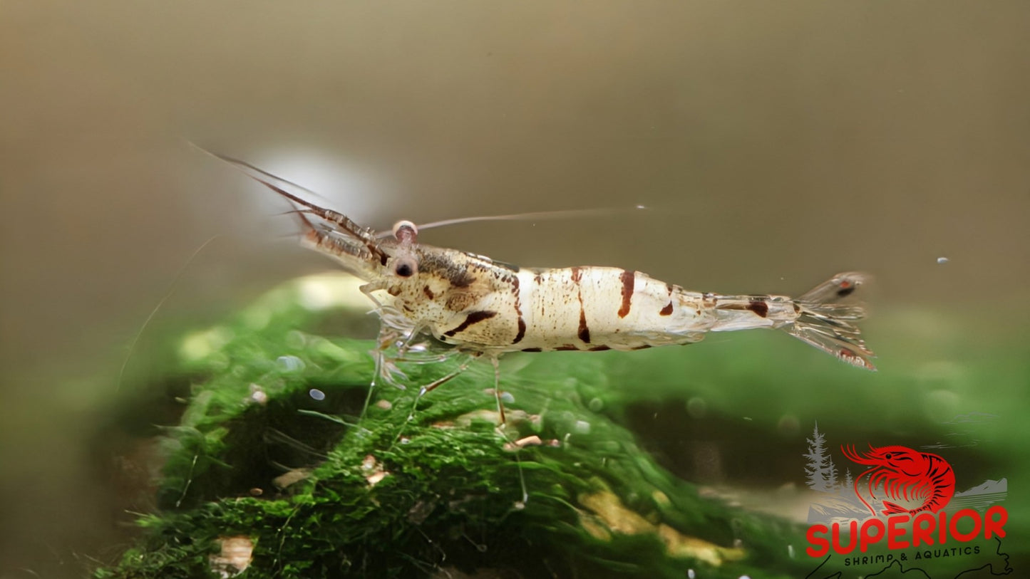 Snow Zebra (Neo Parameters) - Superior Shrimp & Aquatics