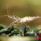 Snow Zebra (Neo Parameters) - Superior Shrimp & Aquatics
