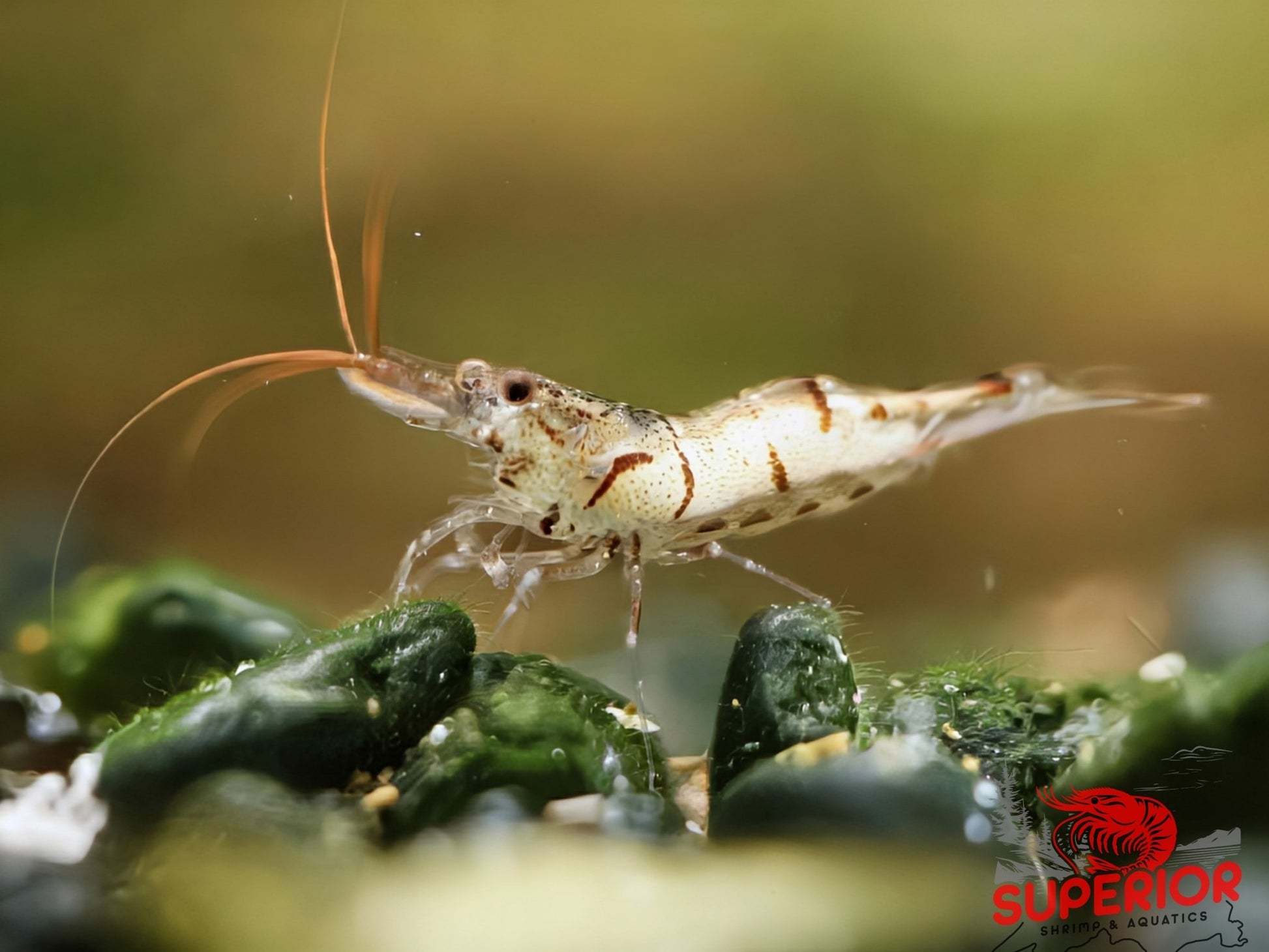 Snow Zebra (Neo Parameters) - Superior Shrimp & Aquatics