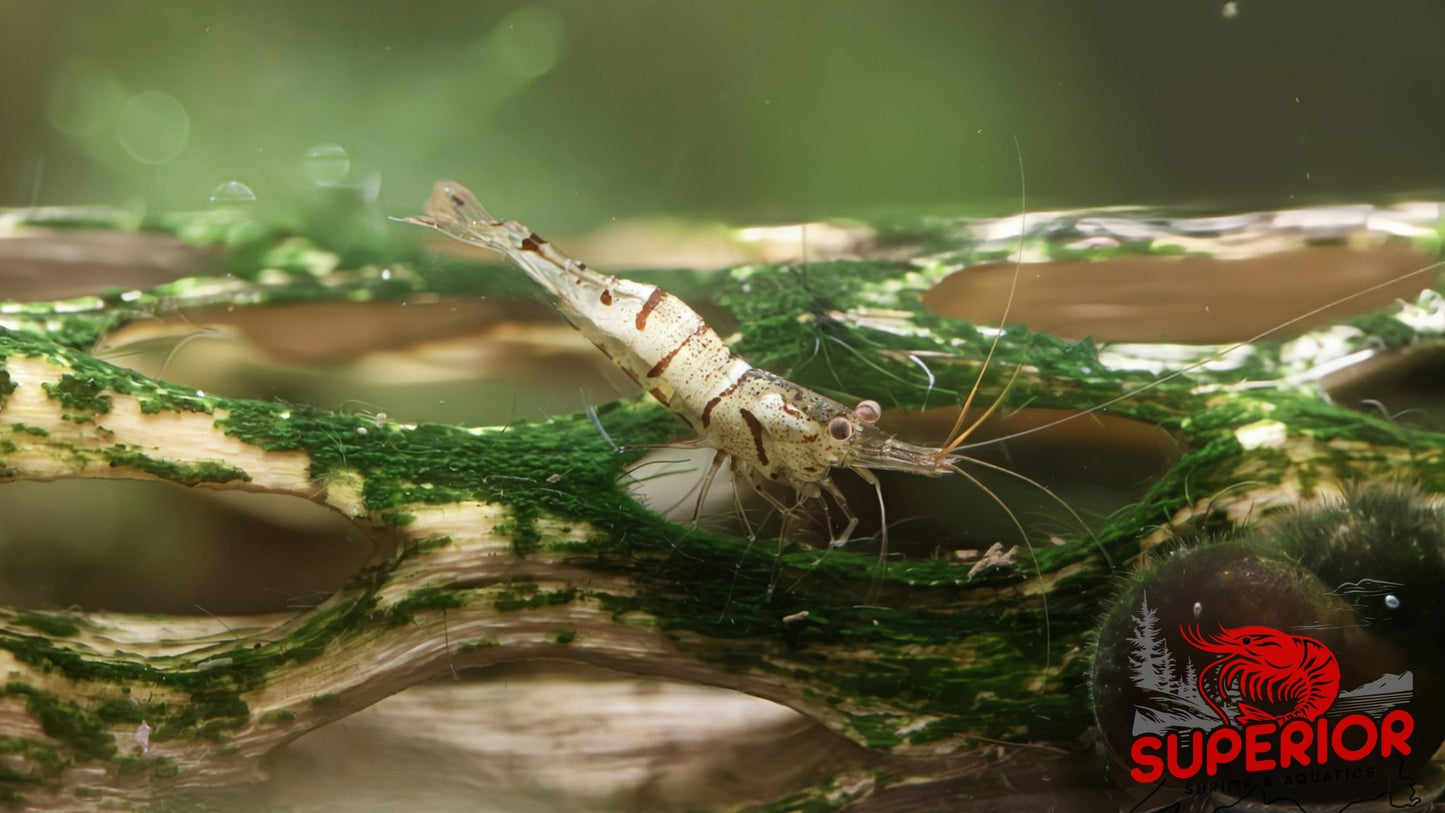 Snow Zebra (Neo Parameters) - Superior Shrimp & Aquatics