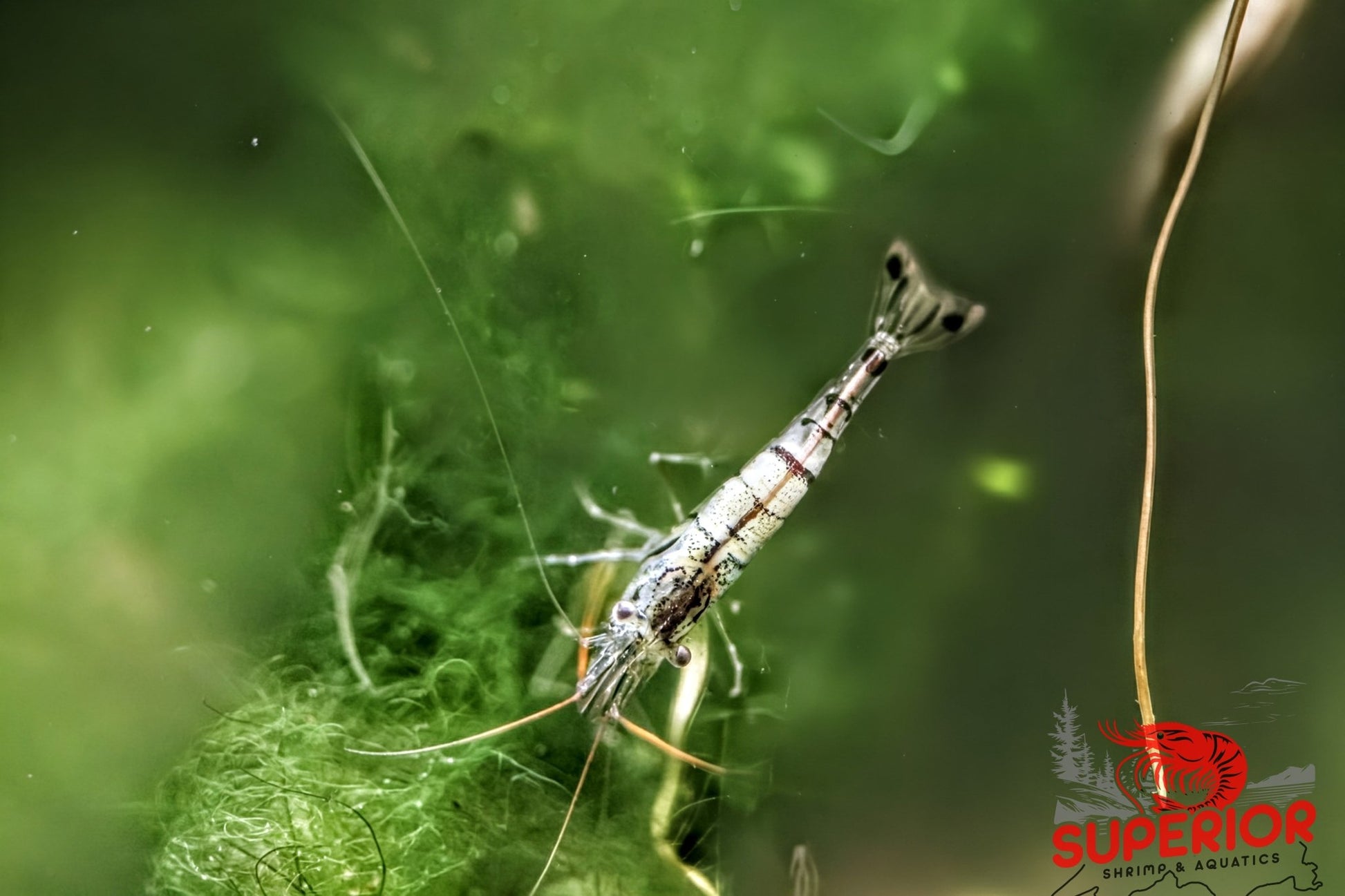 Snow Zebra (Neo Parameters) - Superior Shrimp & Aquatics