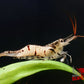 Snow Zebra (Neocaridina Parameters) - Superior Shrimp & Aquatics