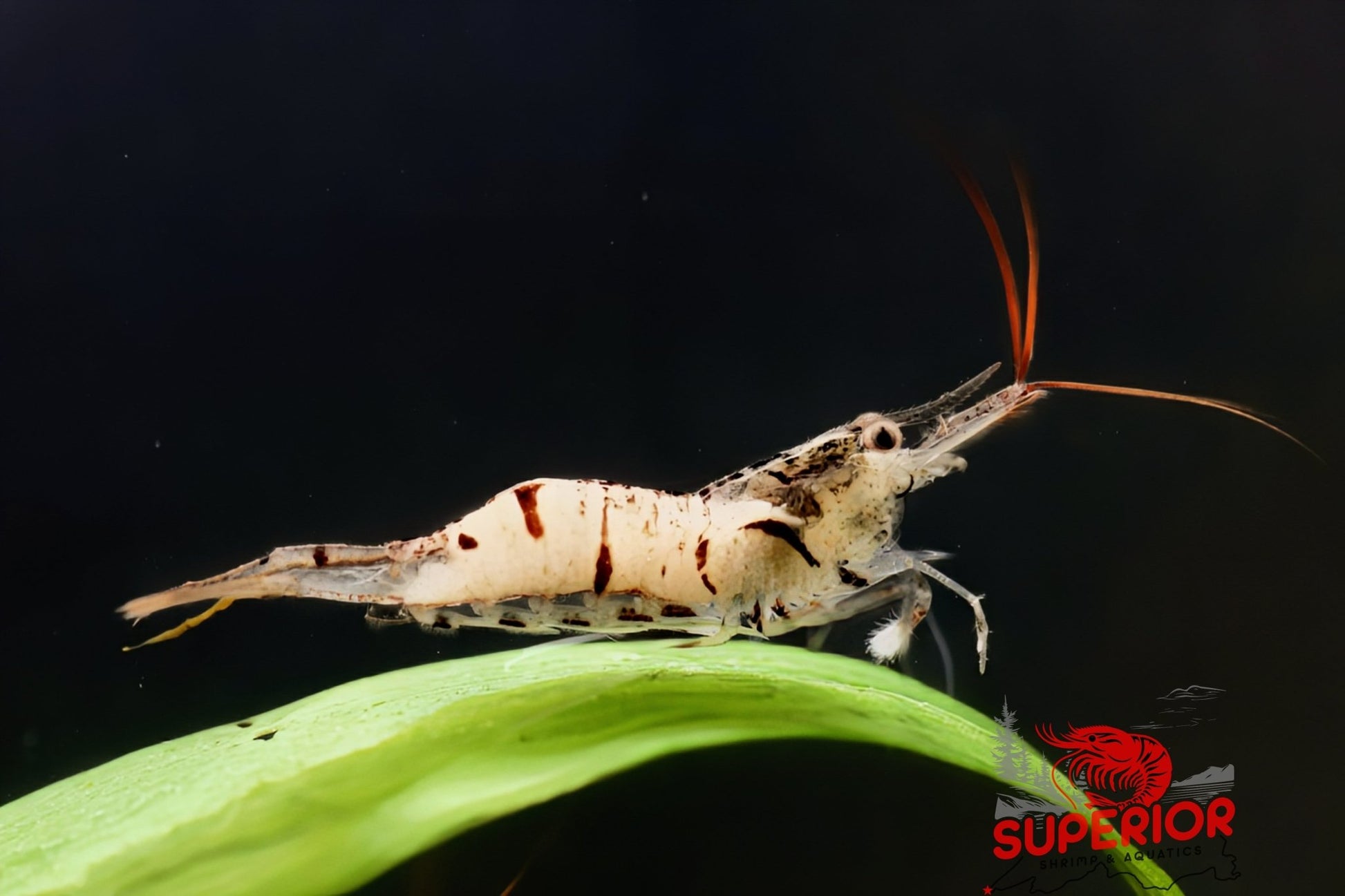 Snow Zebra (Neocaridina Parameters) - Superior Shrimp & Aquatics