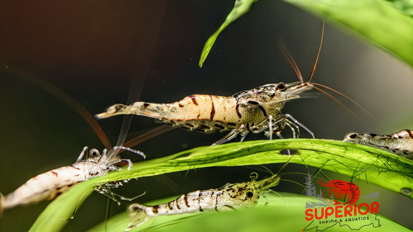 Snow Zebra (Neocaridina Parameters) - Superior Shrimp & Aquatics
