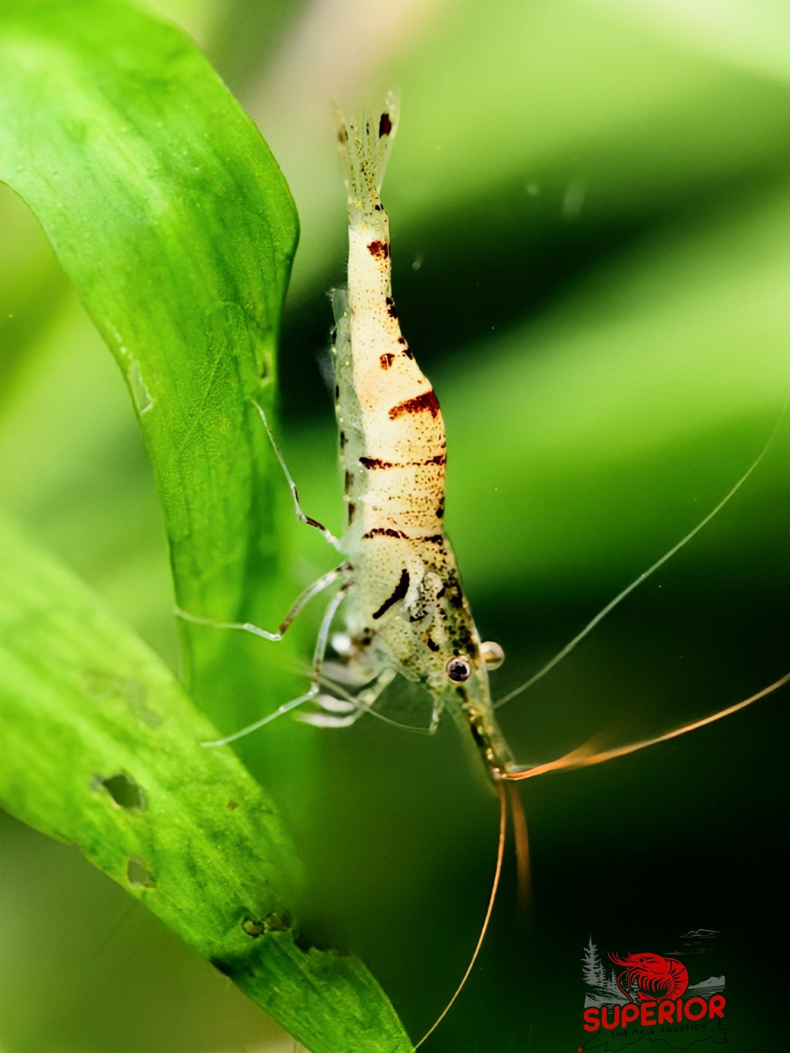 Snow Zebra (Neocaridina Parameters) - Superior Shrimp & Aquatics
