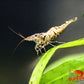 Snow Zebra (Neocaridina Parameters) - Superior Shrimp & Aquatics