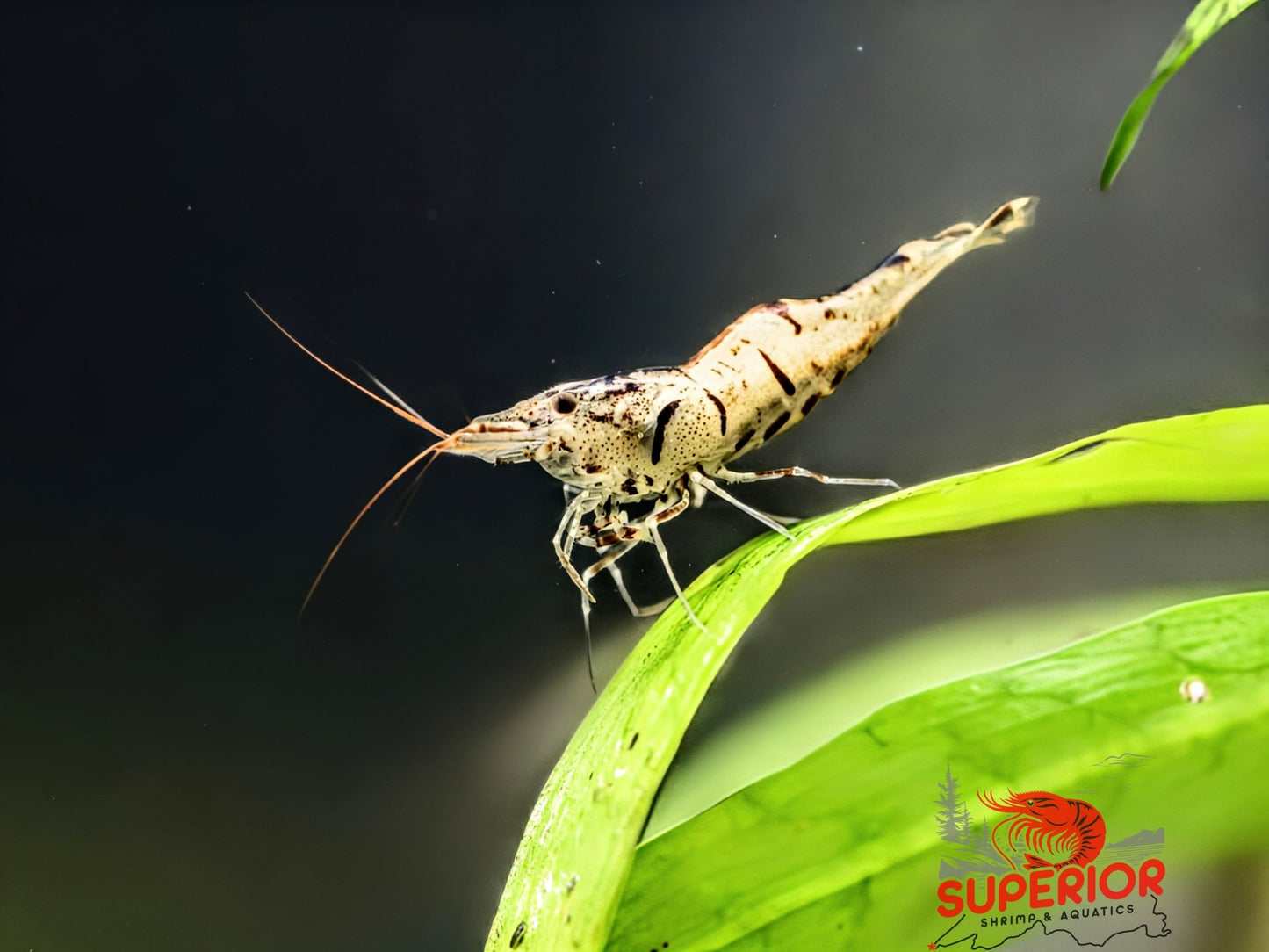 Snow Zebra (Neocaridina Parameters) - Superior Shrimp & Aquatics