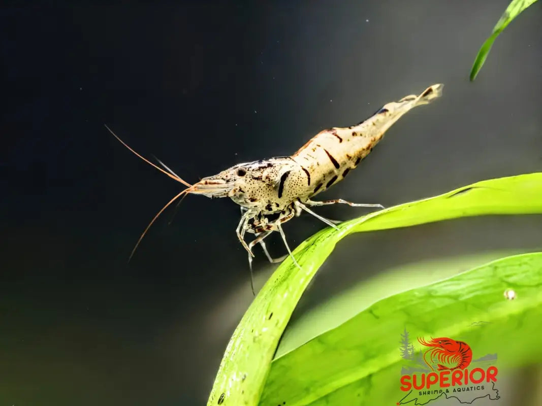 Snow Zebra (Neocaridina Parameters) - Superior Shrimp & Aquatics