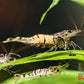 Snow Zebra (Neocaridina Parameters) - Superior Shrimp & Aquatics