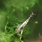 Snow Zebra (Neo Parameters) - Superior Shrimp & Aquatics
