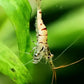 Snow Zebra (Neocaridina Parameters) - Superior Shrimp & Aquatics