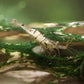 Snow Zebra (Neo Parameters) - Superior Shrimp & Aquatics