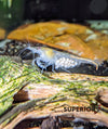Snowball Shrimp - Superior Shrimp & Aquatics