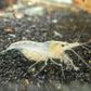Snowball Shrimp - Superior Shrimp & Aquatics