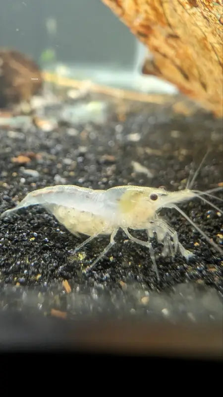 Snowball Shrimp - Superior Shrimp & Aquatics