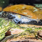 Snowball Shrimp - Superior Shrimp & Aquatics