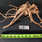 Spider Wood - Superior Shrimp & Aquatics