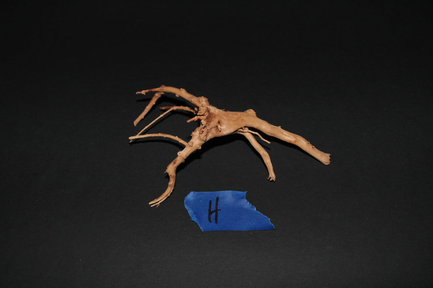Spider Wood - Superior Shrimp & Aquatics