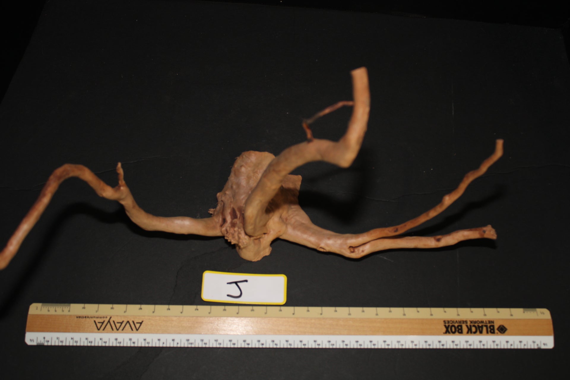 Spider Wood - Superior Shrimp & Aquatics