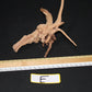 Spider Wood - Superior Shrimp & Aquatics