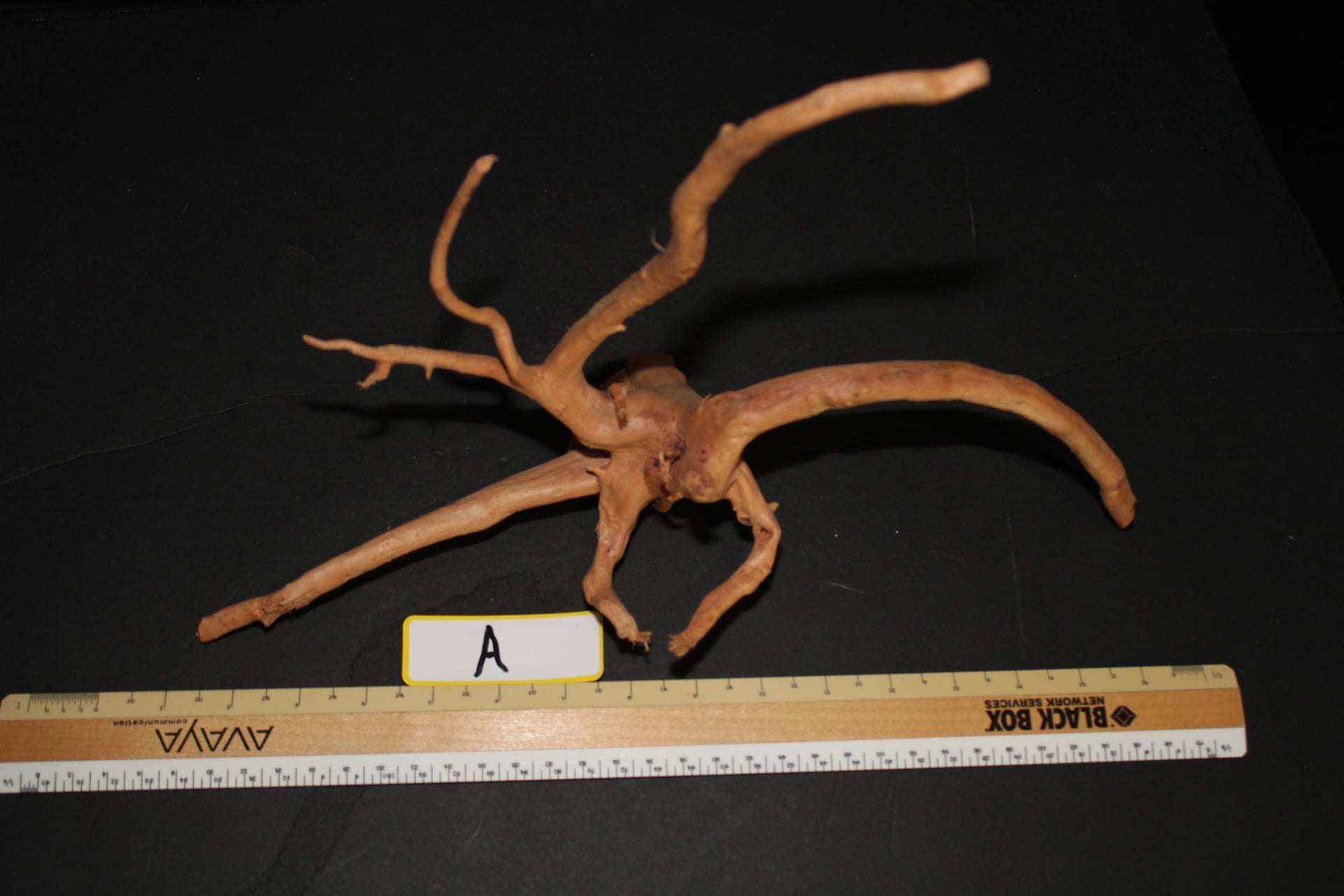 Spider Wood - Superior Shrimp & Aquatics