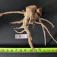 Spider Wood - Superior Shrimp & Aquatics