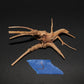 Spider Wood - Superior Shrimp & Aquatics
