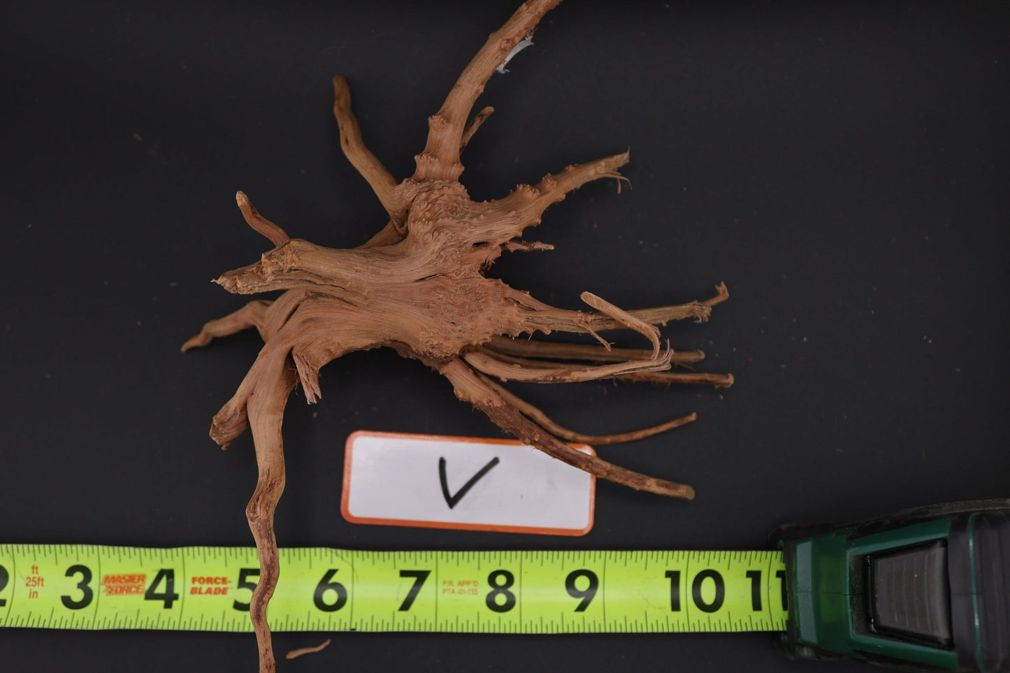 Spider Wood - Superior Shrimp & Aquatics