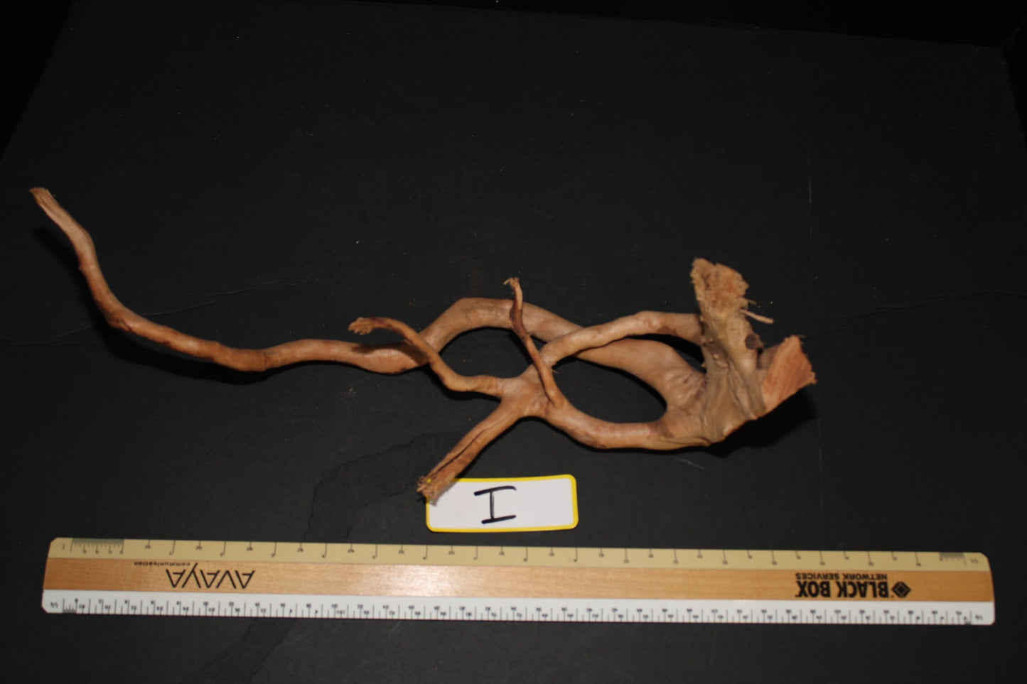 Spider Wood - Superior Shrimp & Aquatics