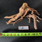 Spider Wood - Superior Shrimp & Aquatics