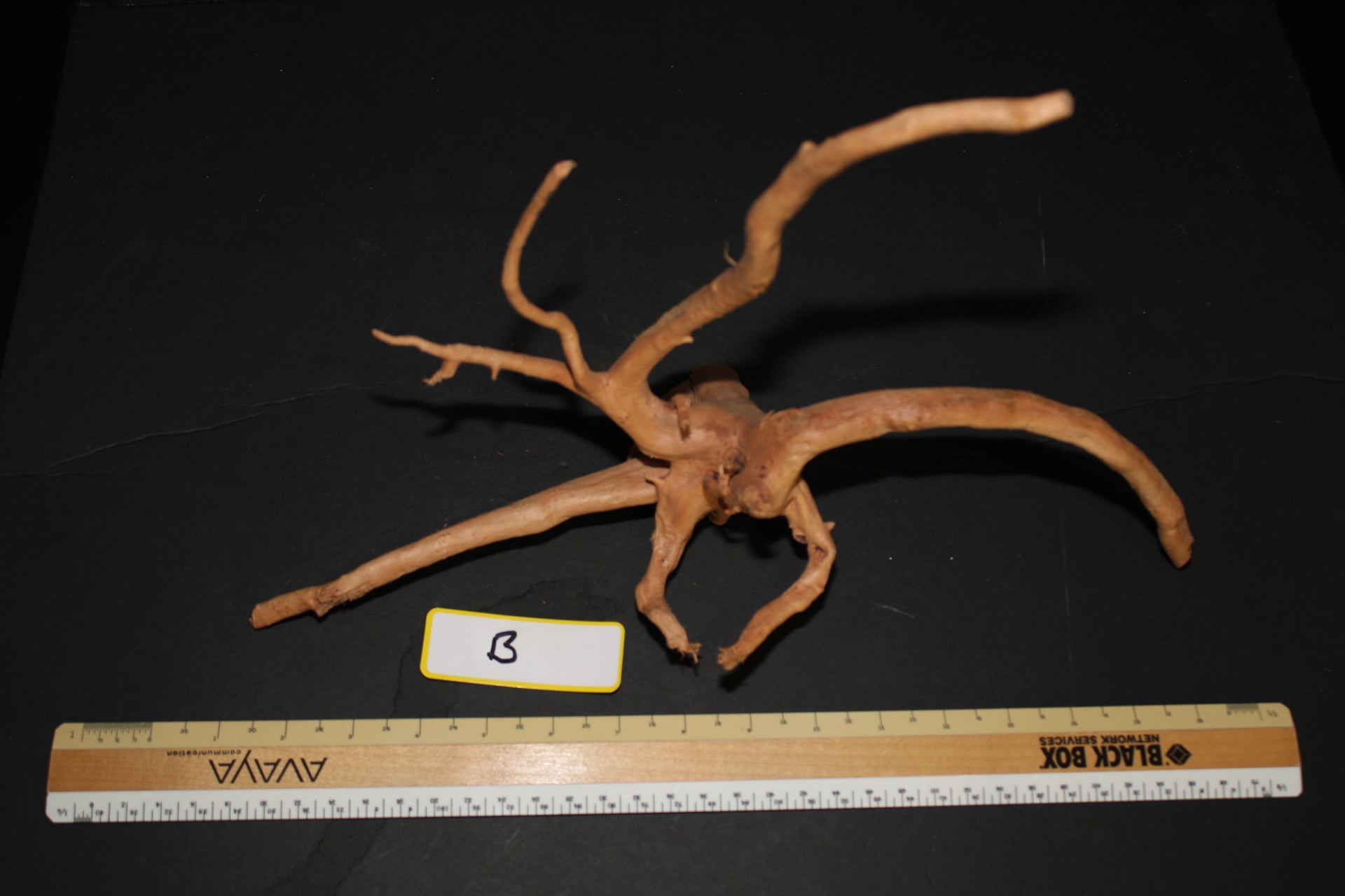 Spider Wood - Superior Shrimp & Aquatics