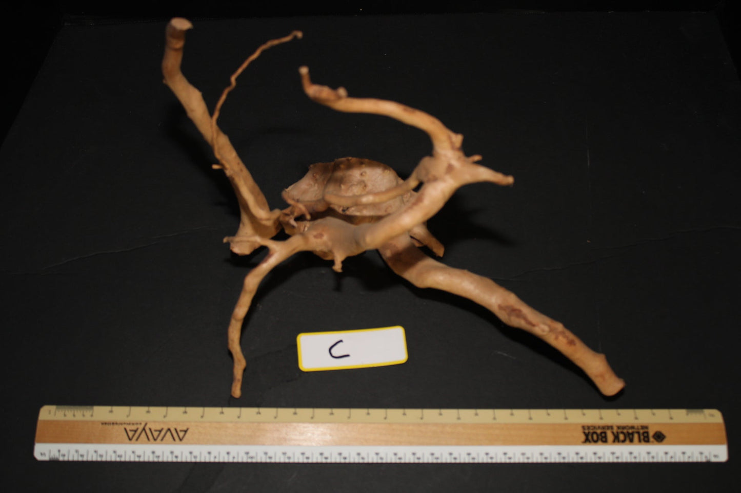 Spider Wood - Superior Shrimp & Aquatics