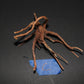 Spider Wood - Superior Shrimp & Aquatics