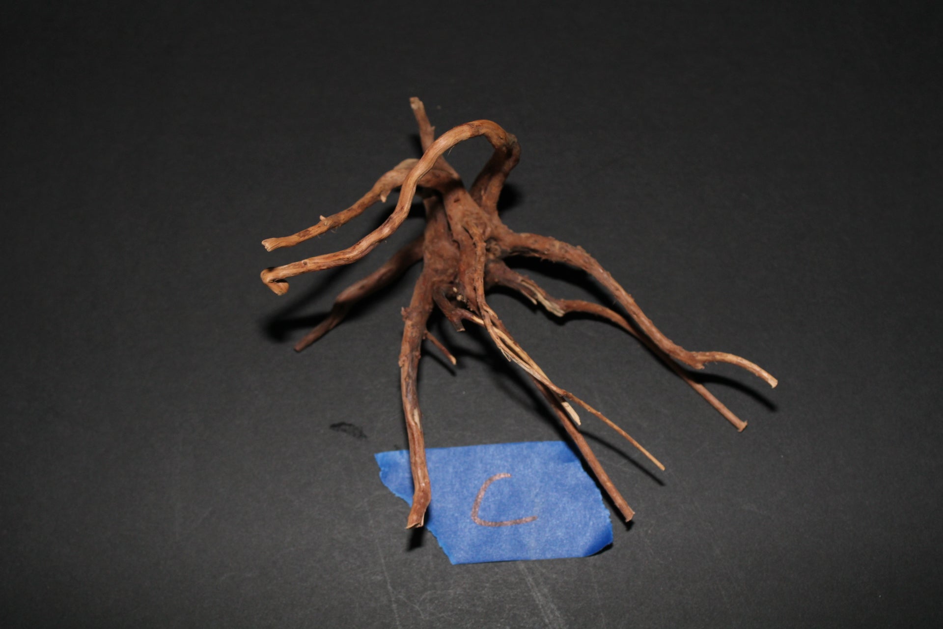 Spider Wood - Superior Shrimp & Aquatics