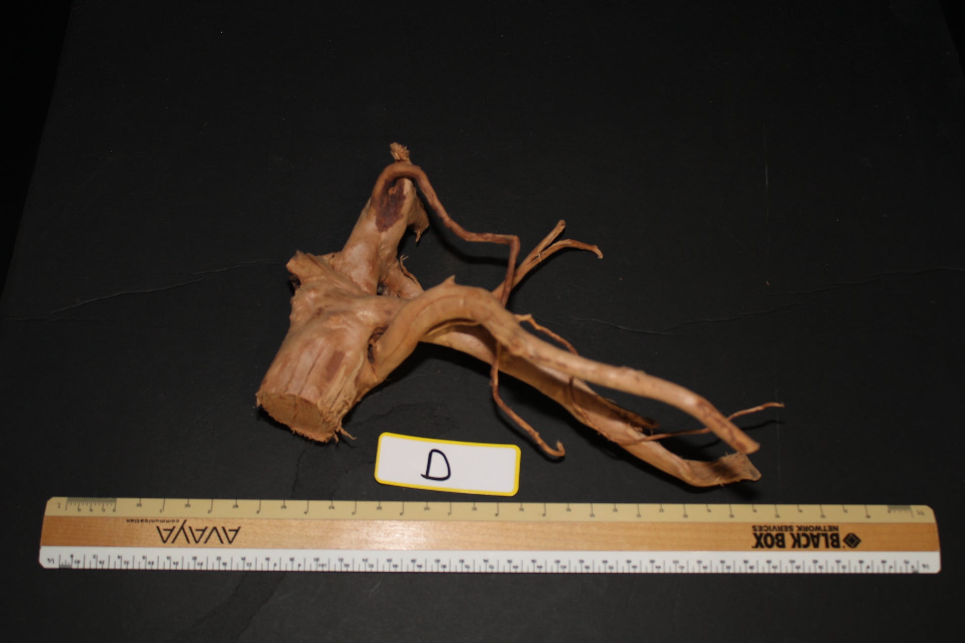 Spider Wood - Superior Shrimp & Aquatics