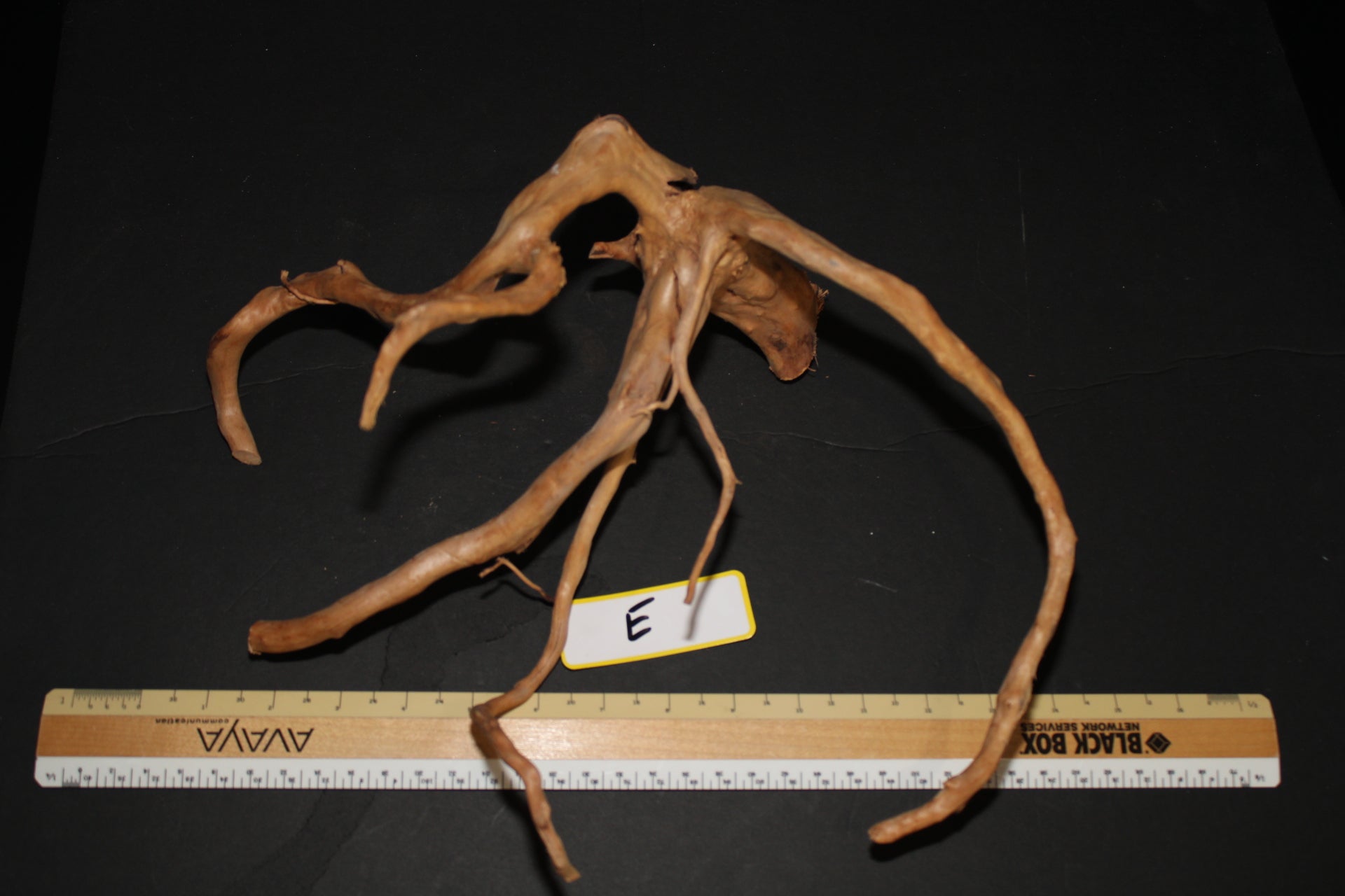 Spider Wood - Superior Shrimp & Aquatics