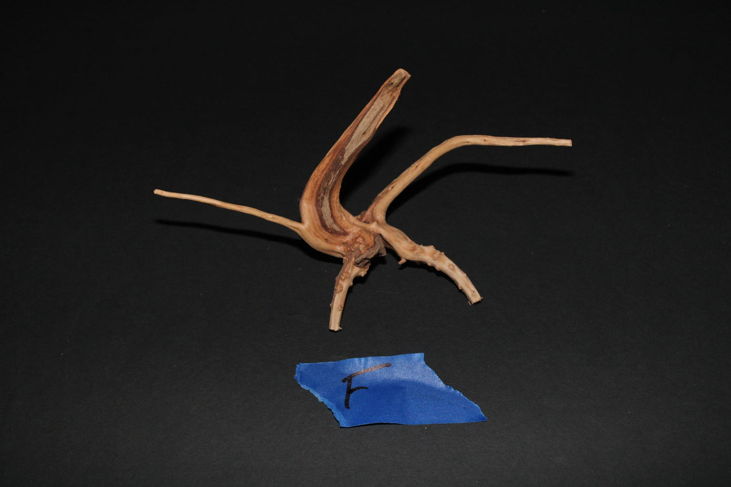 Spider Wood - Superior Shrimp & Aquatics