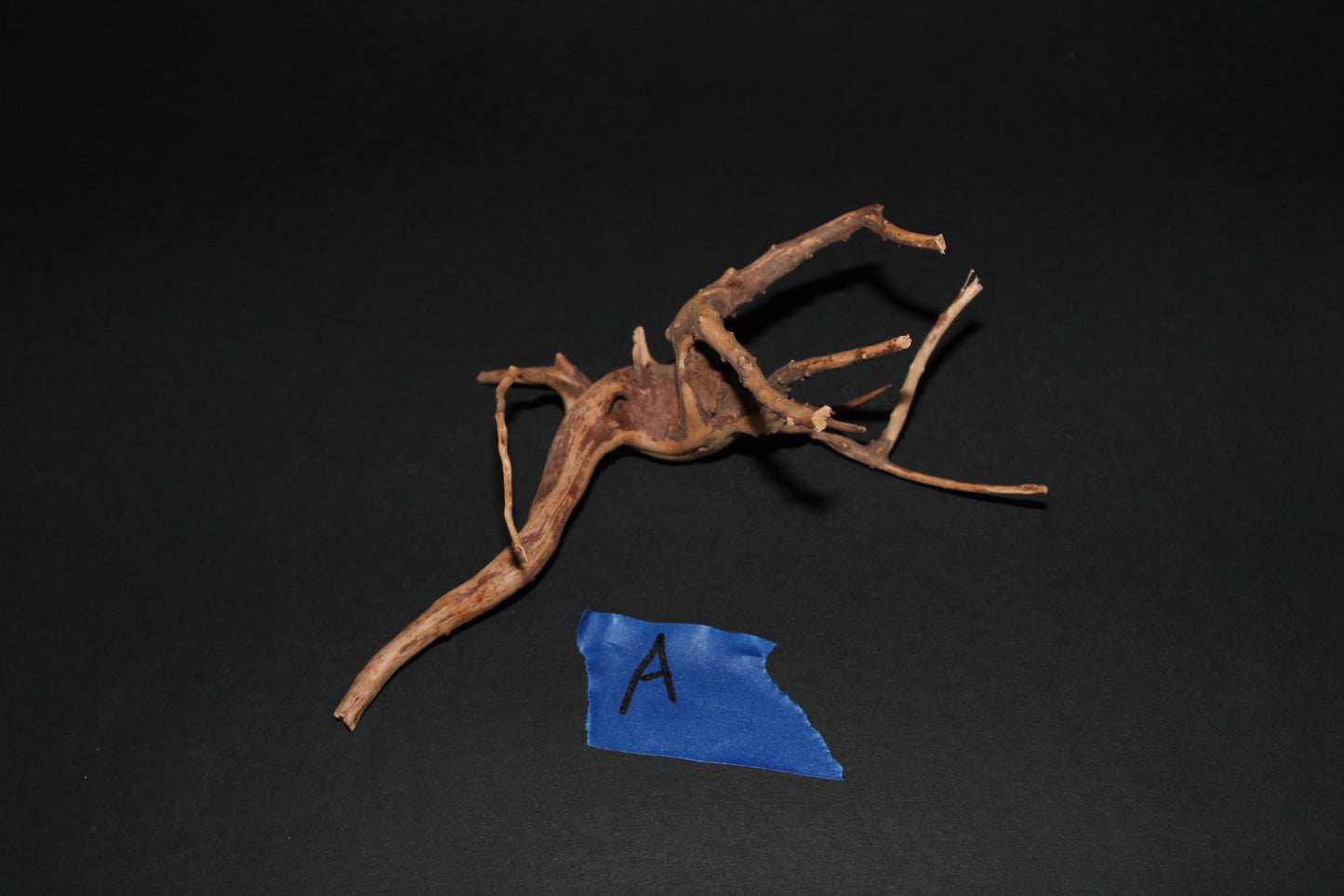 Spider Wood - Superior Shrimp & Aquatics