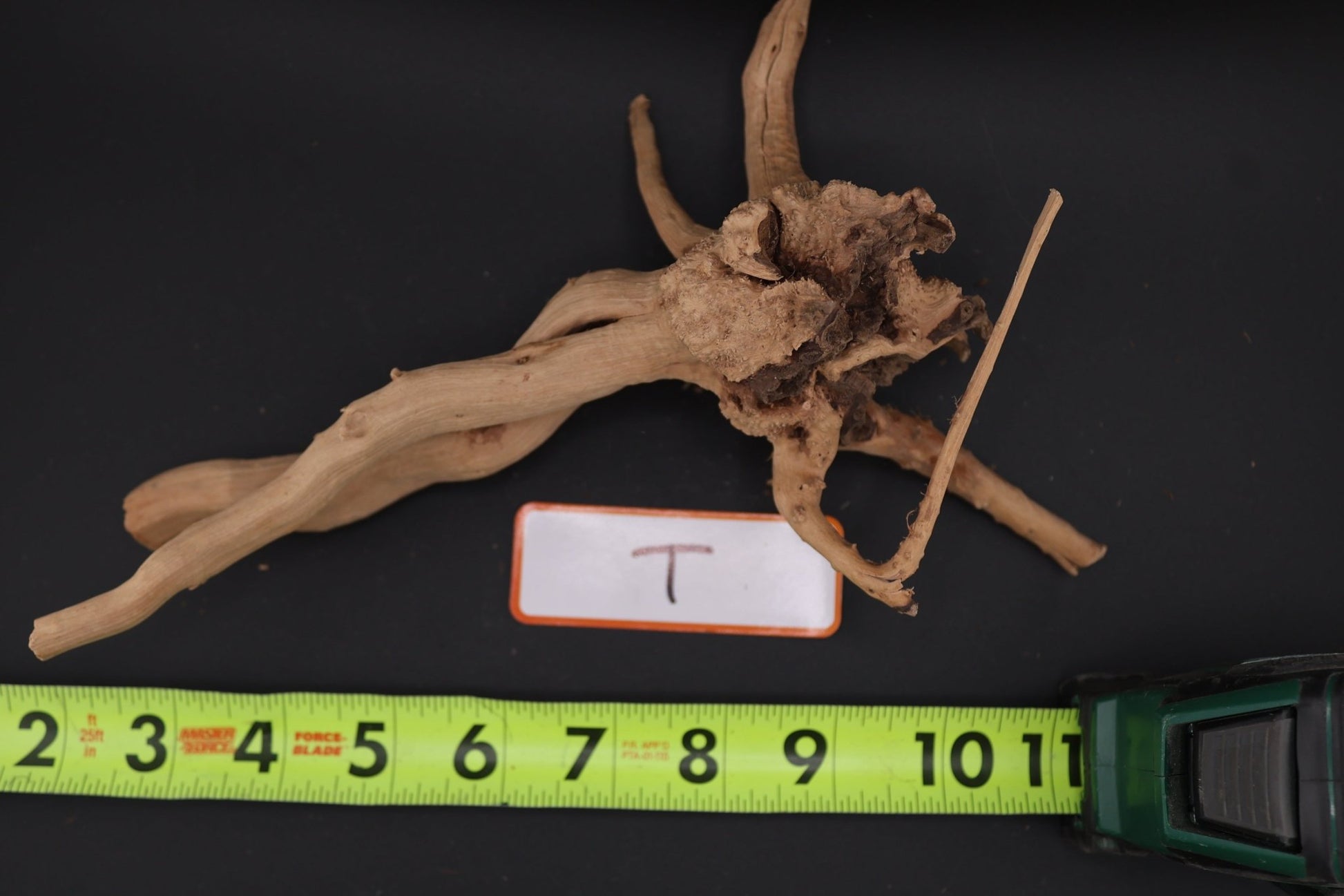 Spider Wood - Superior Shrimp & Aquatics