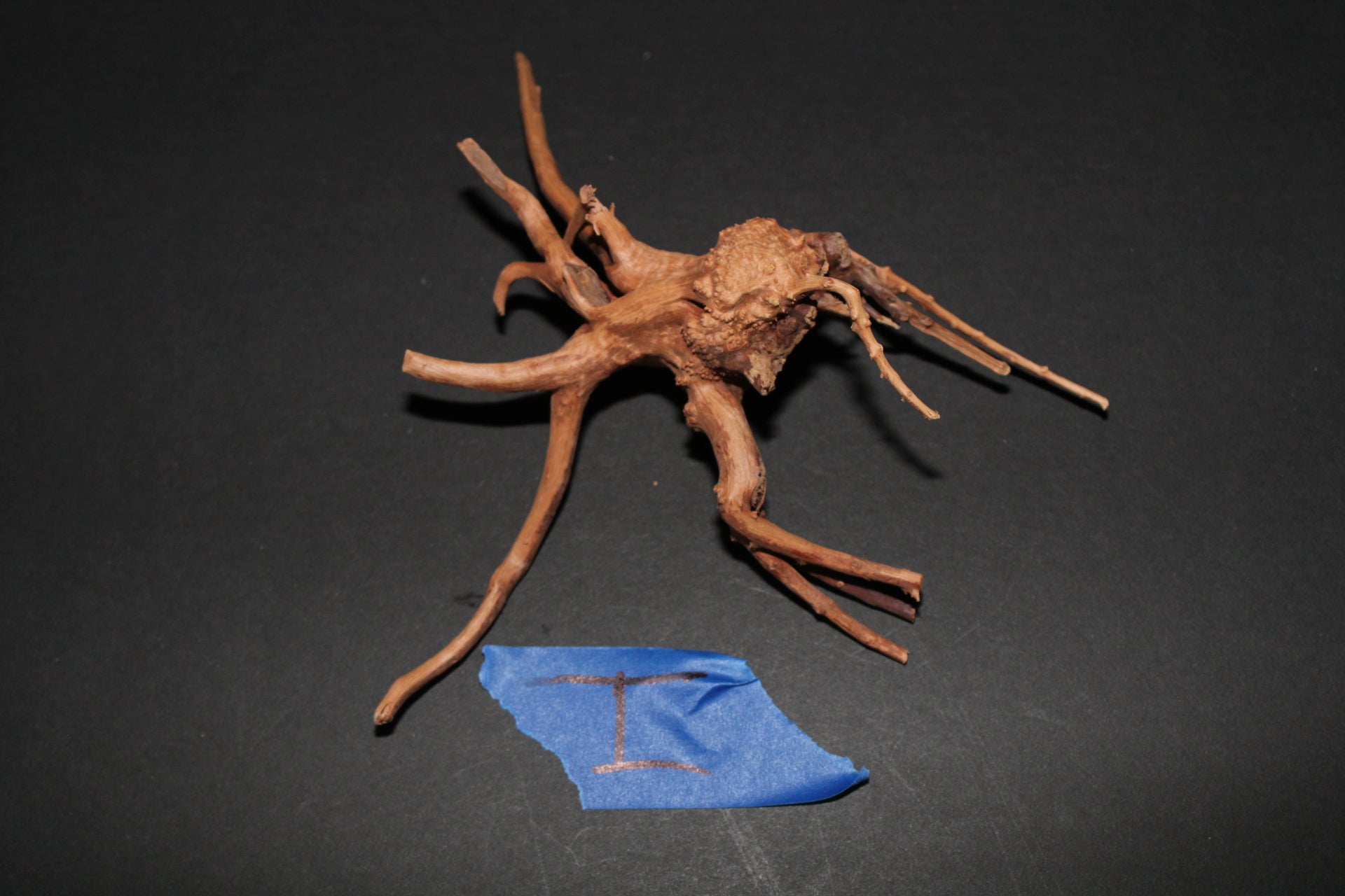 Spider Wood - Superior Shrimp & Aquatics