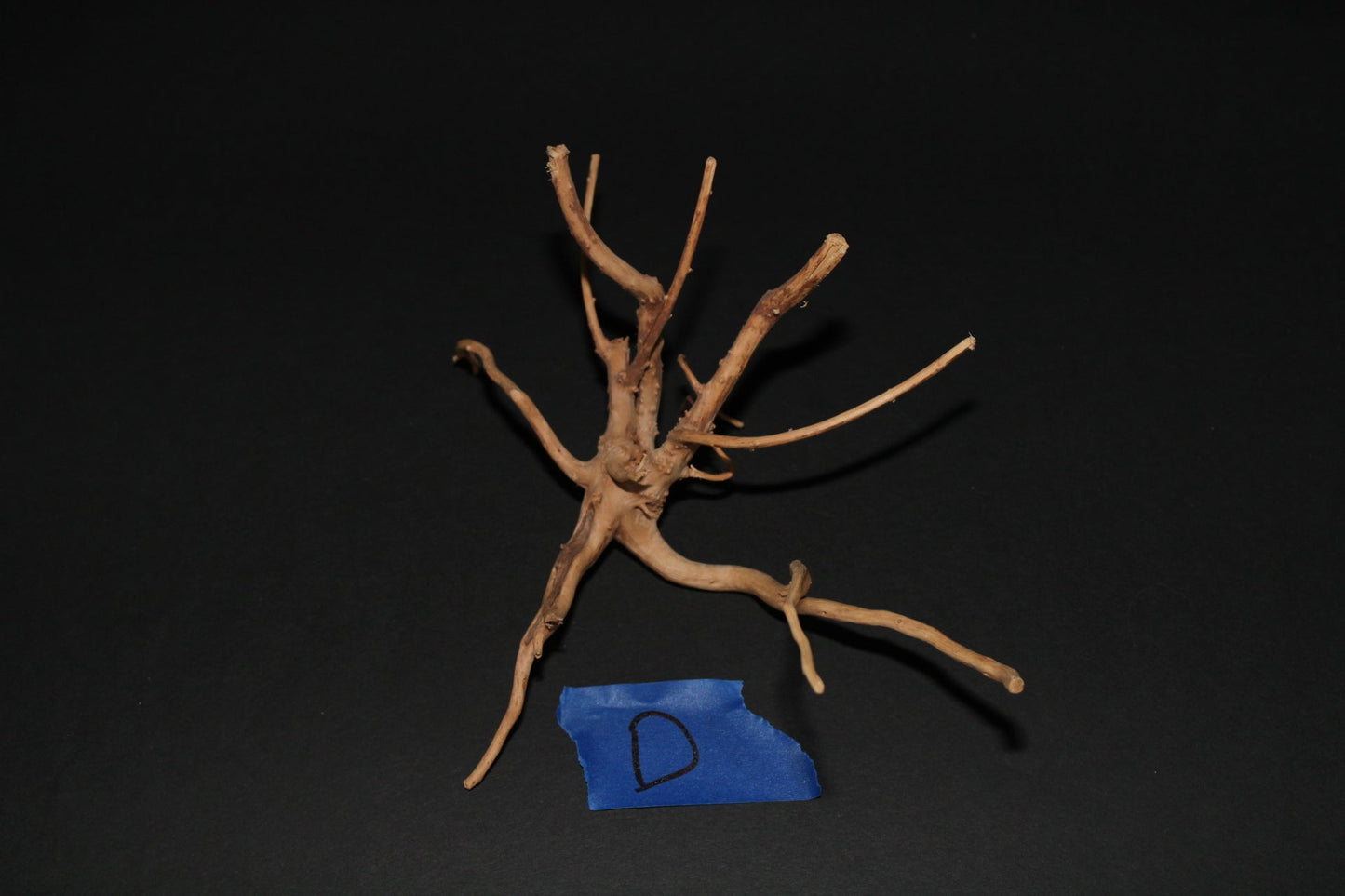 Spider Wood - Superior Shrimp & Aquatics