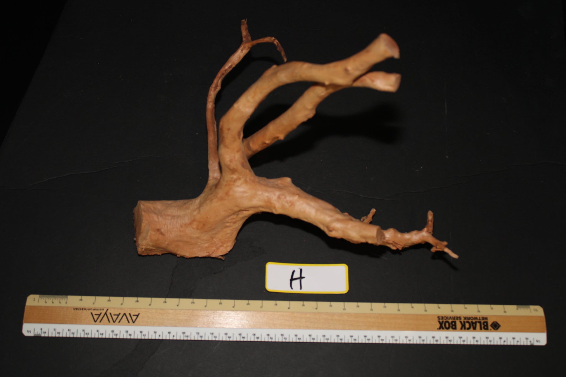 Spider Wood - Superior Shrimp & Aquatics