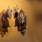 Pagoda Snail (Brotia pagodula) - Superior Shrimp & Aquatics