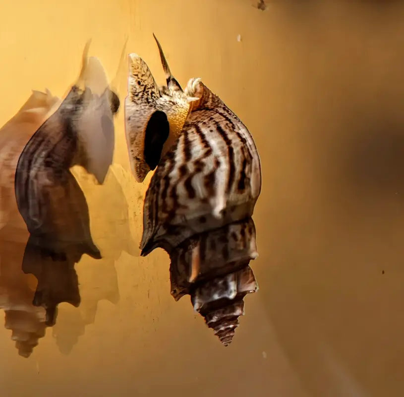 Pagoda Snail (Brotia pagodula) - Superior Shrimp & Aquatics